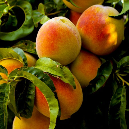 FRESH MICHIGAN PEACHES, IPM, FREESTONE, NUMBER 1, 25 LB
