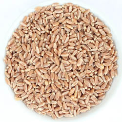 WHEAT BERRIES, BRONZE CHIEF, HARD RED SPRING, CF 50 LB BAG